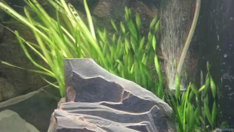 Valisnerien 28.11.2012 von Volker (20)