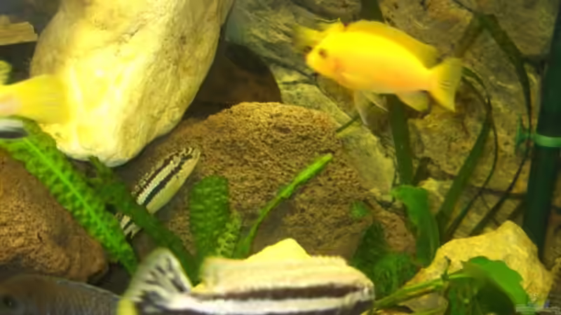 Valisnerien,Cryptocorynen und Anubias von Esslinger (15)