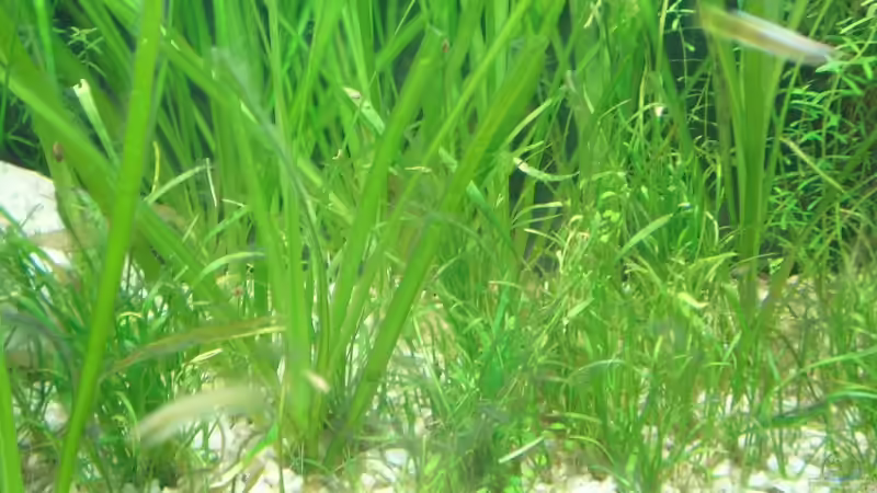 Valisnerien u. Lilaeopsis brasiliensis von Mario Lange (5)