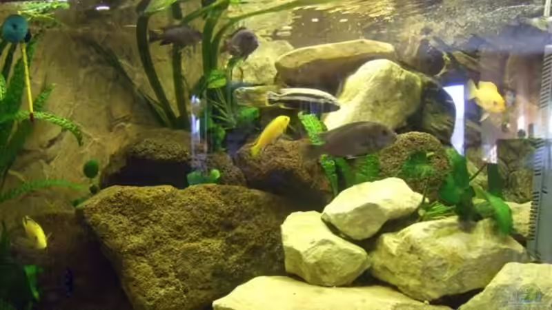 Valisnerien und Cryptocorinen von Esslinger (11)