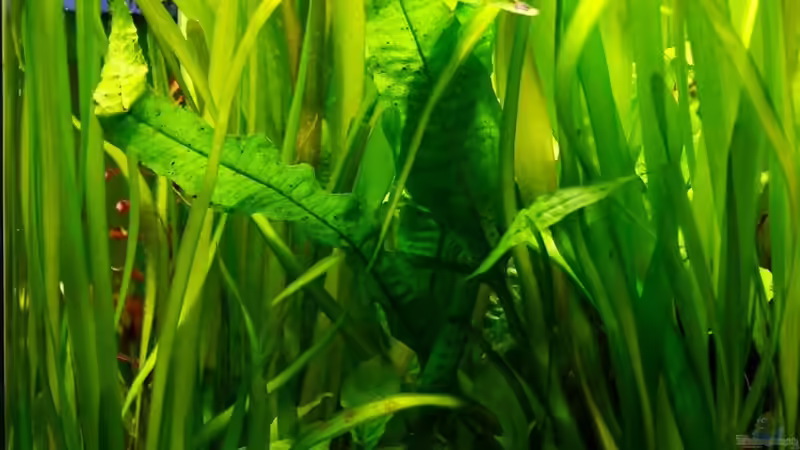 Valisnerien und Java Farn von Nano Jojo (2)