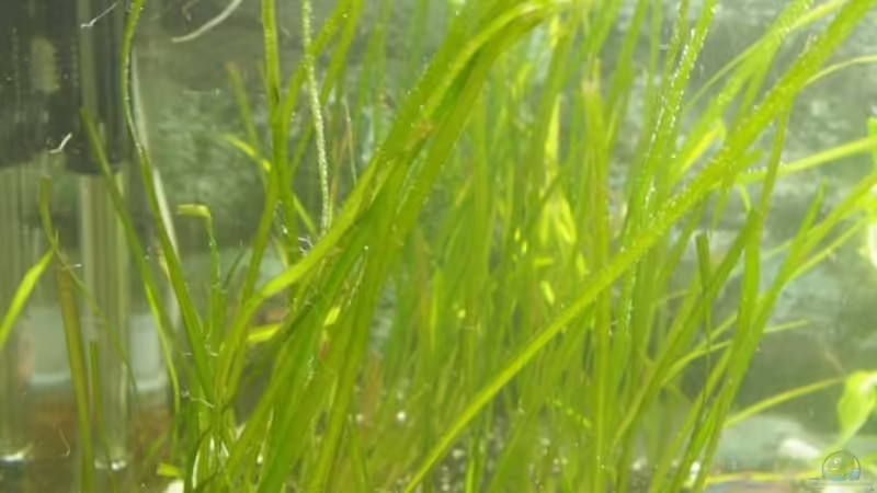 Valisnerien von Richiiii (8)