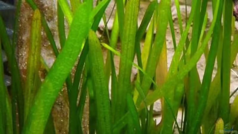 Valisnerien von Sambia (25)