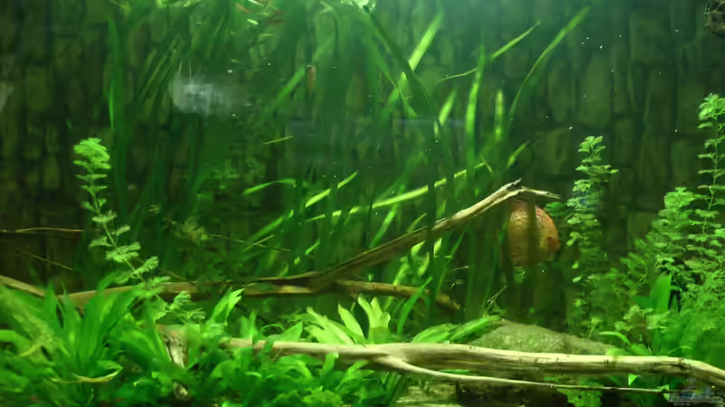 Valisnerien wachsen von kellerkind (12)