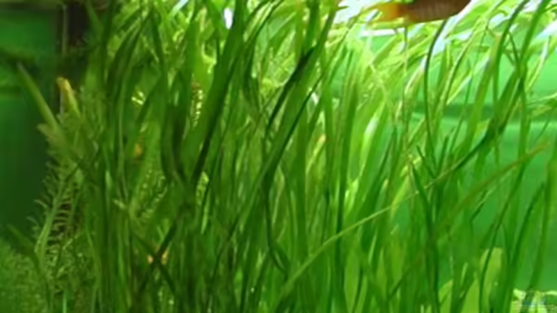 Valisnerienwald + Makropode von Elke Loesch (4)