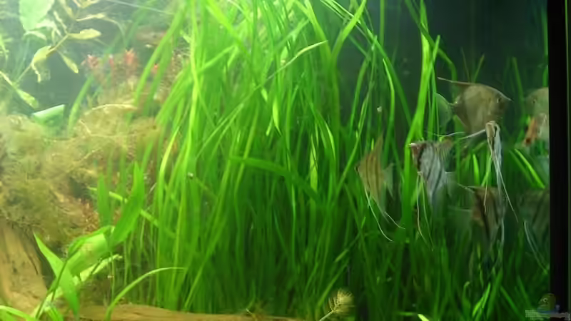 Valiswald von Sven Pohlner (6)