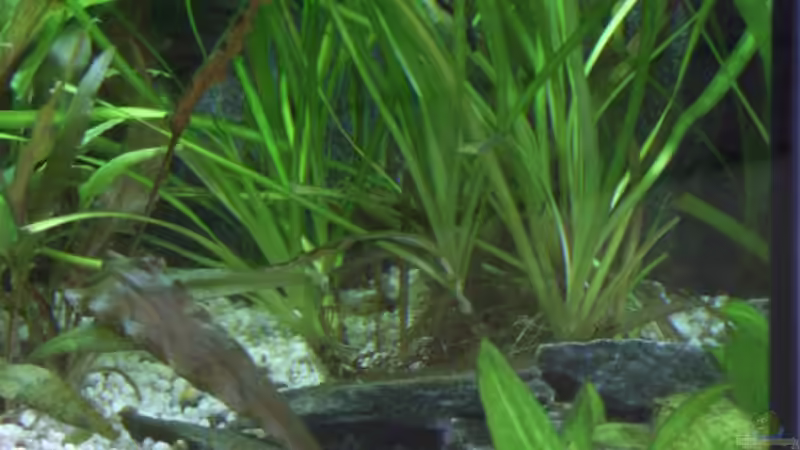 Vallesneria im Hintergrund von A. G. (8)