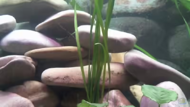 Vallesneria mit Anubias im Vordergrund von Michael 123 (8)