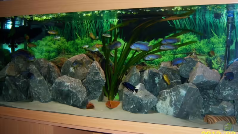 Vallesneria von 47 Malawi (10)