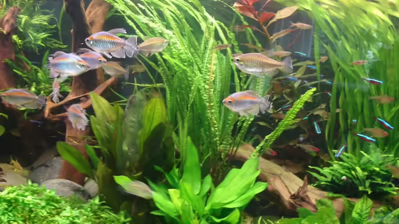 Vallesneriea Tortifolia, Ludwigia repens Rubin, Cryptocoryne balansae von Grünhexe (123)