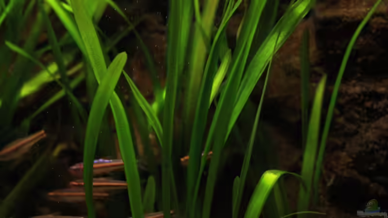 Vallineria Rubra von Florian Bandhauer (26)