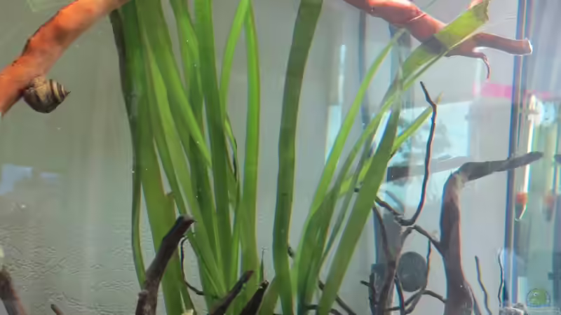 Vallisnere gigantea 19.06.16 von Skalarjoe (11)