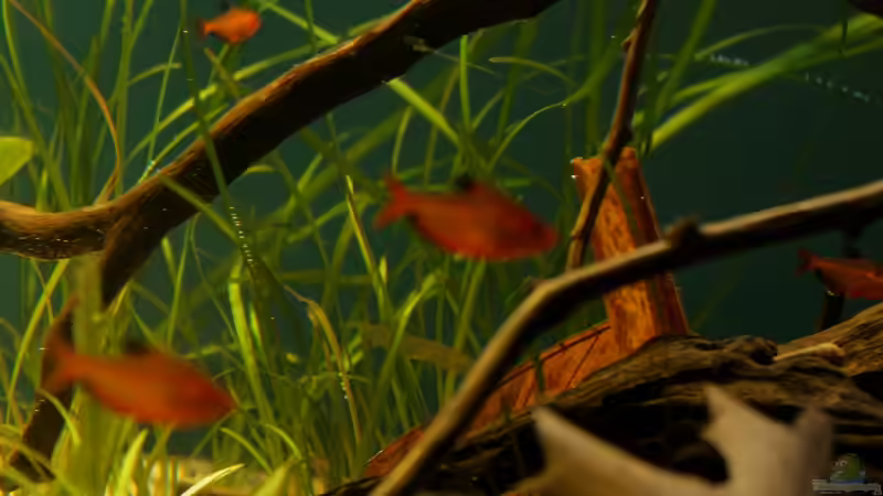 Vallisneren von die Perle... (29)