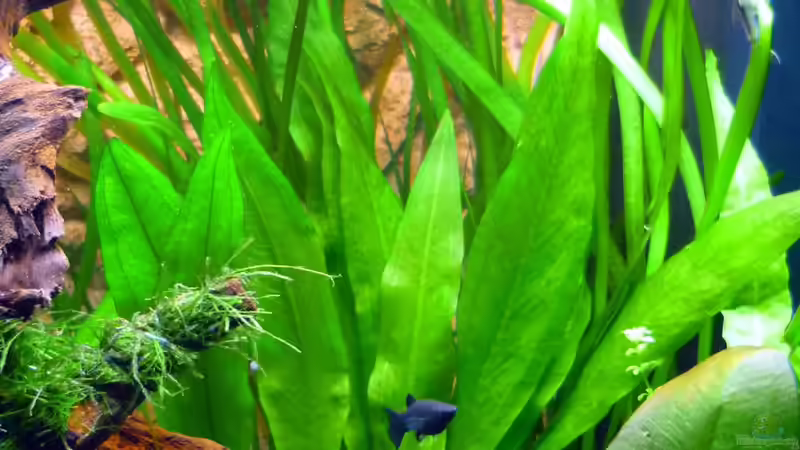 Vallisneria + Amazonas von Sabrina & Dirk Bergmann (33)