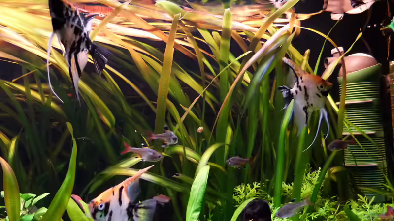 Vallisneria - gigantea von Dieter (21)