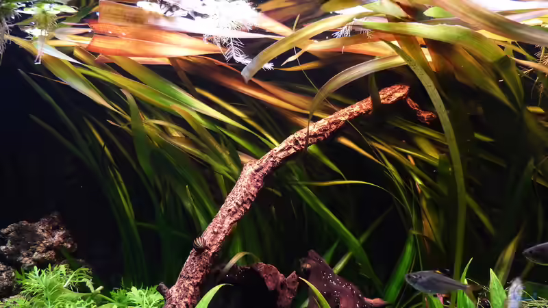 Vallisneria - gigantea von Dieter (23)