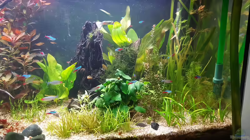 Rotala macranda im Aquarium (Einrichtungsbeispiele mit Rote Rotala)