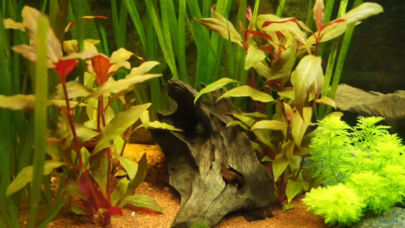 Vallisneria, Limnophila sessiliflora, Alternanthera reineckii rot von E.KREMER (2)