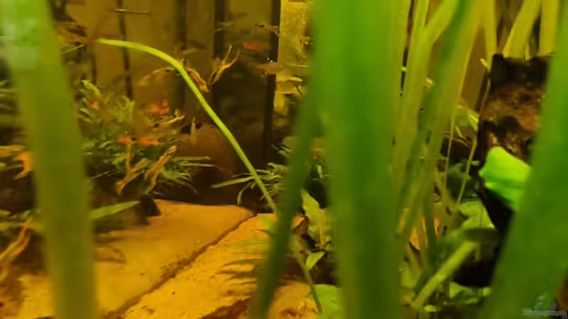 Vallisneria  von Garnelenonkel (6)