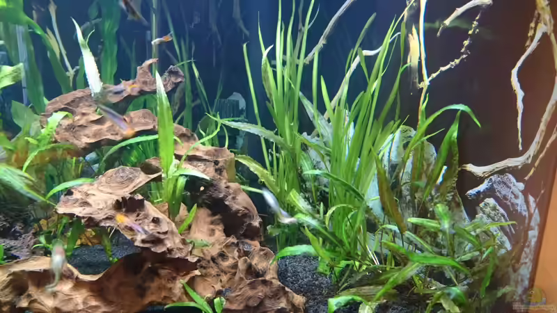 Vallisneria  von Helene (14)