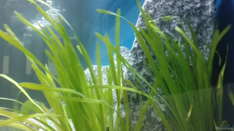 Vallisneria  von marco_0 (9)