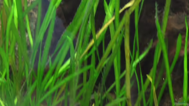 Vallisneria  von Michael Kamrath (7)