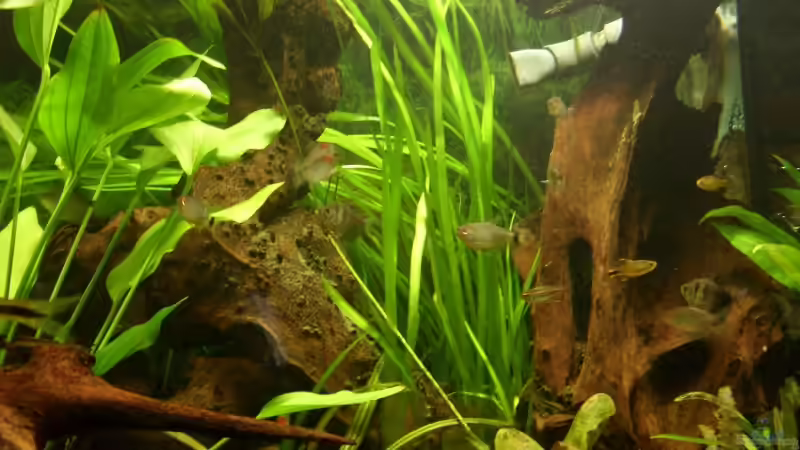 Vallisneria  von Oliver Boden (16)