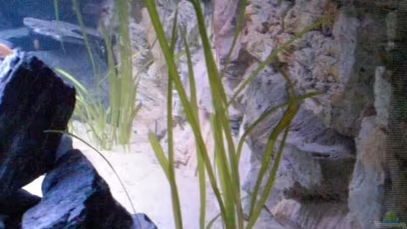 Vallisneria ? von pennywise (8)