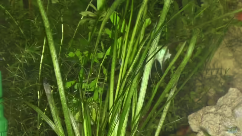 Vallisneria ´ameriana´ ( Froschbissgewächs ) von EO (11)