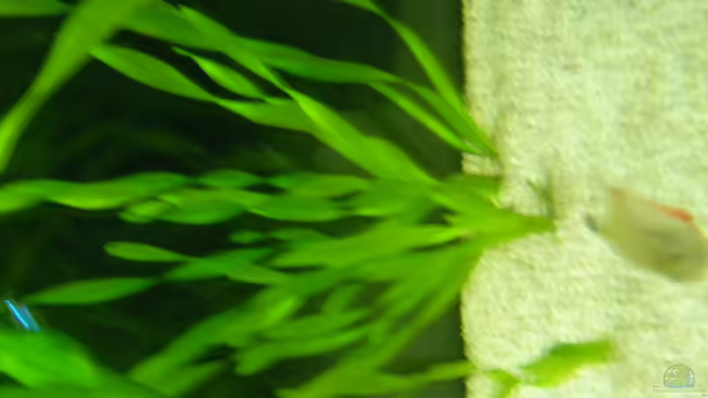 Vallisneria americana  von Alex Schmid (12)