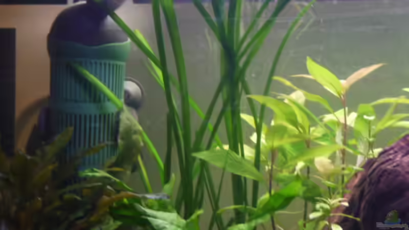 Vallisneria americana 05.04.2011 von Ray1975 (18)