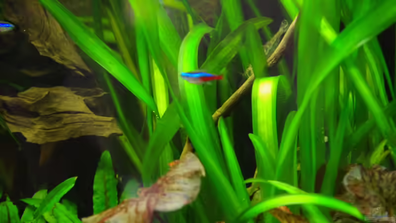 Vallisneria americana (gigantea)	Riesen-Vallisnerie von Herr H. (16)