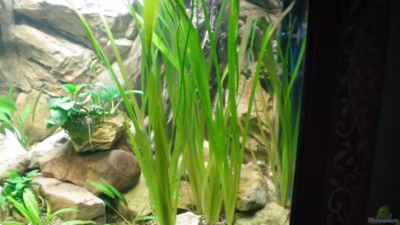 Vallisneria americana gigantea (28.08.2012) von Falk Bellmann (15)