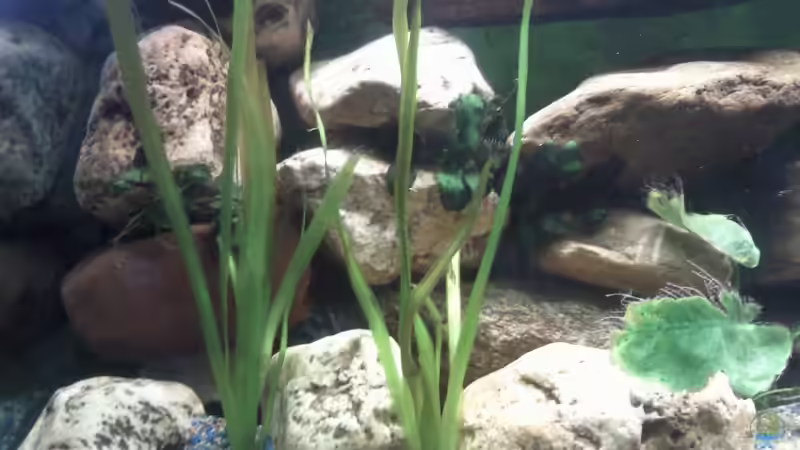 Vallisneria Americana Gigantea links von mikael38 (17)