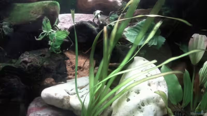 Vallisneria Americana Gigantea mitte rechts von mikael38 (18)