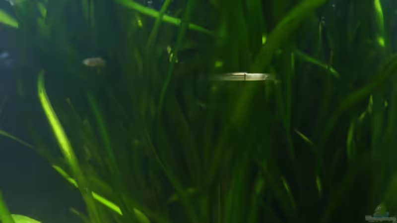 Vallisneria americana gigantea von lumpi (19)