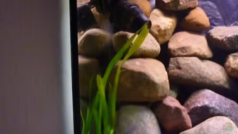 Vallisneria americana gigantea von Yellow Man (7)