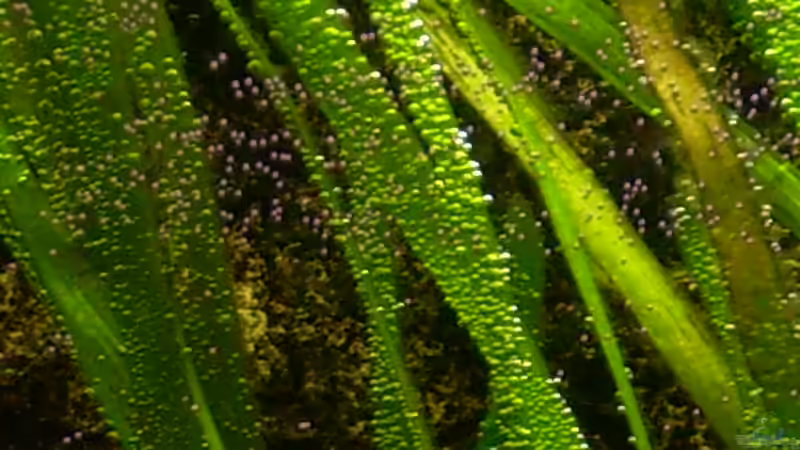 Vallisneria americana (Nahaufnahme) von @quarium Cologne (24)