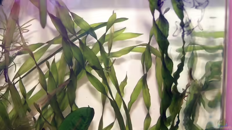 Vallisneria americana var. biwaensis von Stefan Arenth (7)