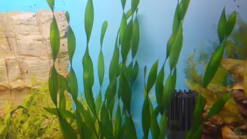 Vallisneria americana var. biwaensis von Sven Seidel (12)