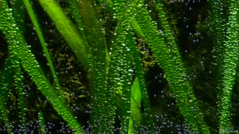 Vallisneria americana von @quarium Cologne (25)