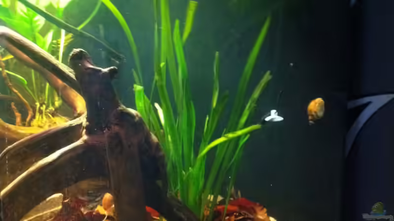 Vallisneria americana von Snakehead (5)