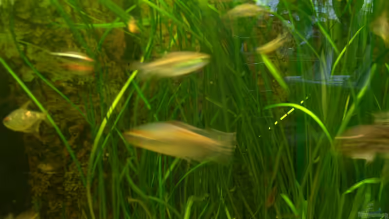 Vallisneria americana von Wasserwelt (20)