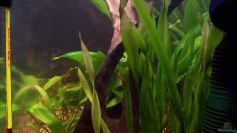 Vallisneria asiatica     von Bela (5)