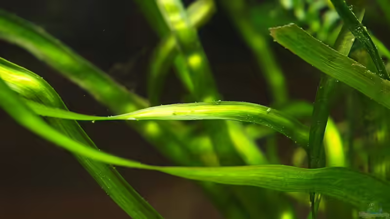 Vallisneria Detail von rapid (11)