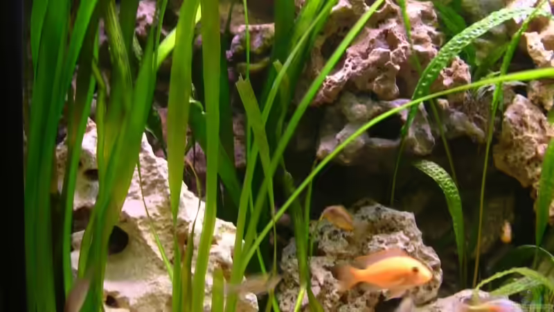 Vallisneria Giganta von Oliver Rädel (9)