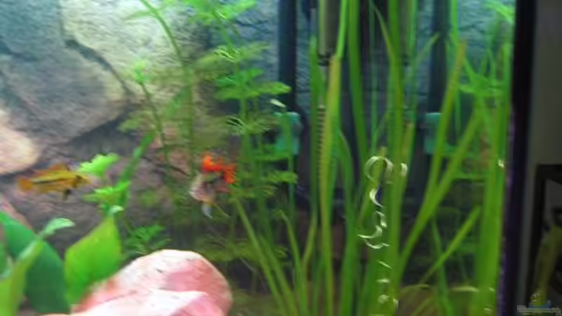 Vallisneria giganta`Marmor`12.04.08 von Ron Schäpe (19)