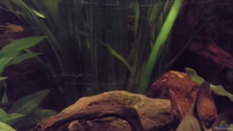 Vallisneria Gigantea - Riesenvallisneria von ~Danny~ (23)