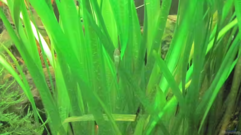 Vallisneria gigantea - wurden entfernt von Opodeldok (23)