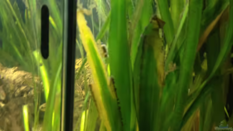 Vallisneria Gigantea  von schmitzkatze (8)